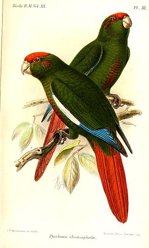 Rose-crowned parakeet